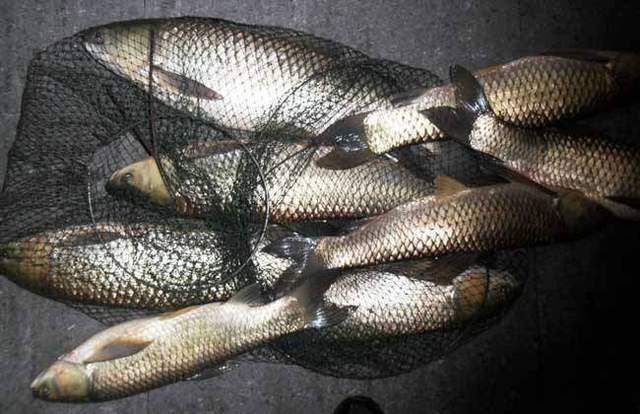 青草做饵料钓草鱼的方法,试过的钓友都说好,制作简单很有效