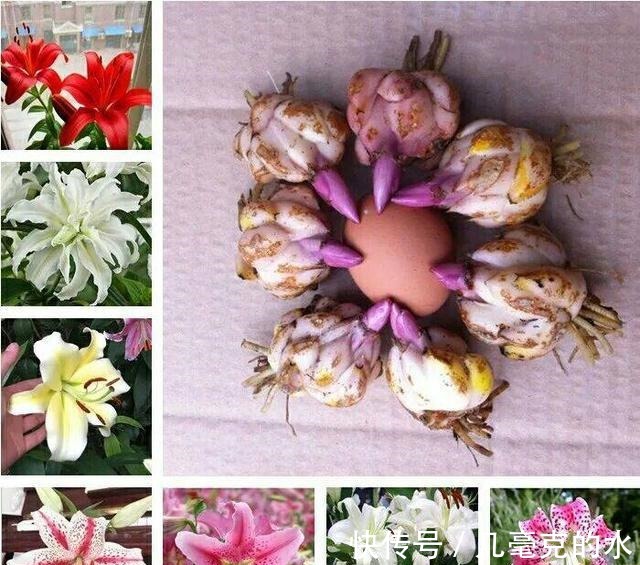 人养花,花亦养人!8种能“吃”的花,漂亮又美味,建议养一盆!