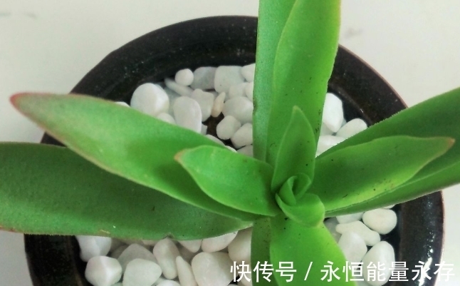 火祭繁殖生长记录,内有干货