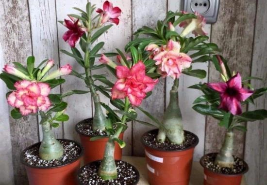 5种“耐旱花”，浇水多了就烂根，特别是冬季，断水才能安稳度过