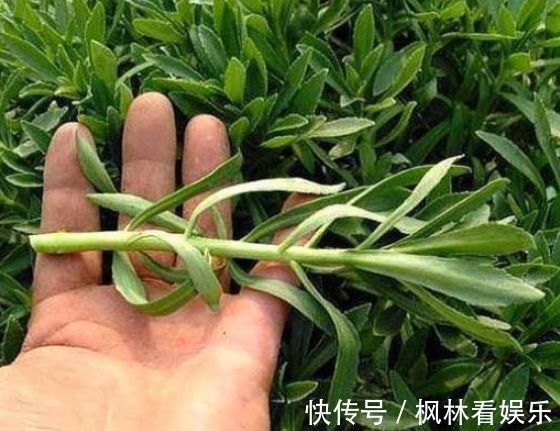 植株|农村称为金不换，含钙量堪比牛奶，过去无人食用，现在一斤10元