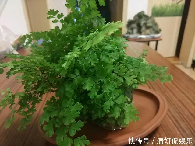 观音莲|天生“体阴”的6种花,晒太阳易黄叶,阴一点反而长得绿油油