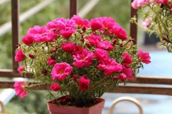 最好养的花,丢土里就能成活,四季开花爆盆,你不心动吗