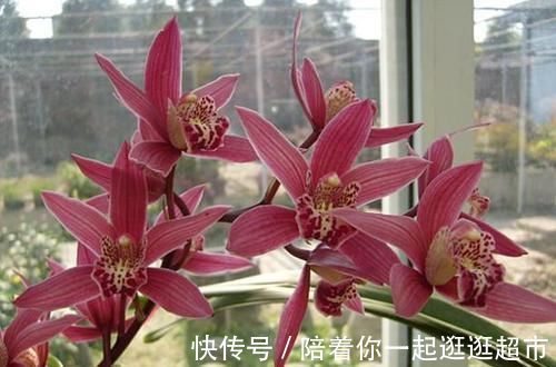 获得4次金奖的兰花，开花后美艳动人，气味芳香，新老兰友都能养