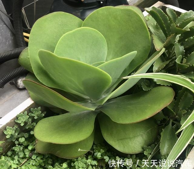 多肉徒长很好解决,照这几种方式来,状态差一点,至少不徒长