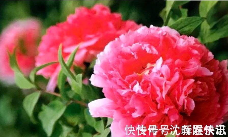 状元红|3种“财运花”，新的一年好运财运来，蒸蒸日上，添财添富贵！