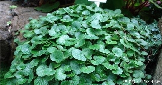 乡下一种野草，人称“耳朵红”，是一种珍贵药材，遇见要珍惜