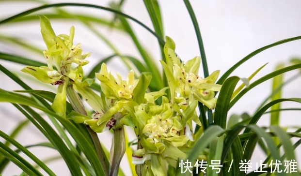 养分|养殖兰花和君子兰始终不开花,不是技术不行,是四点没做好