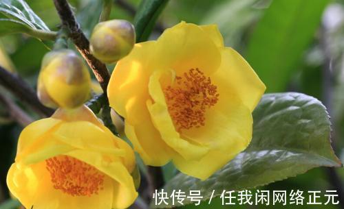 它被誉为是花卉界的“大熊猫”,观赏性强,泡茶煮汤效果更佳