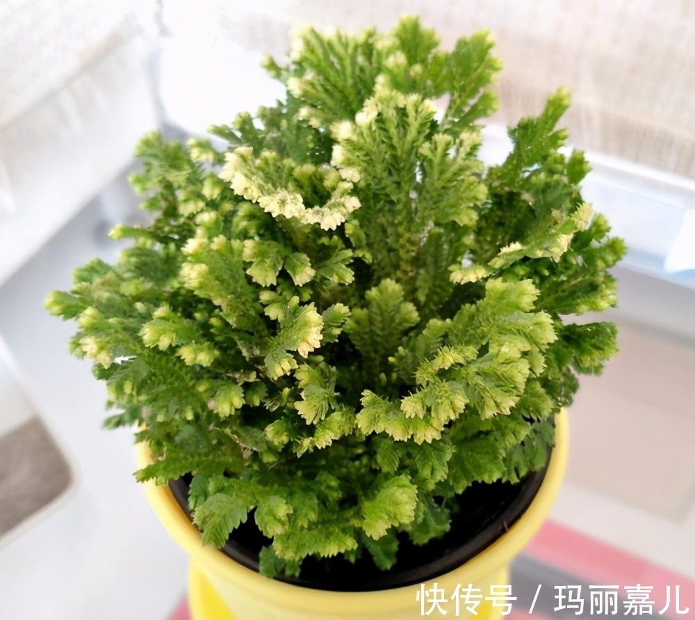 太阳花|懒人适合养什么花,推荐这3种,随便折腾