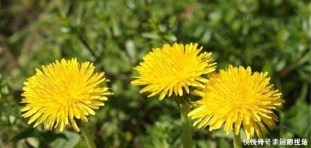 寒性|蒲公英,被称为“药草皇后”,谨记“五搭配、四禁忌”,别再犯错