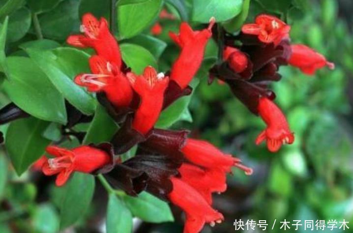 4种花养家里，沾土就活，开花又大又艳，比牡丹美