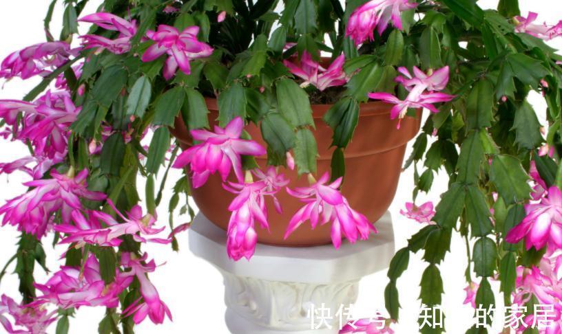 茎干|秋冬养花就养它们，好活漂亮，动手多扦插几盆，阳台马上变花海