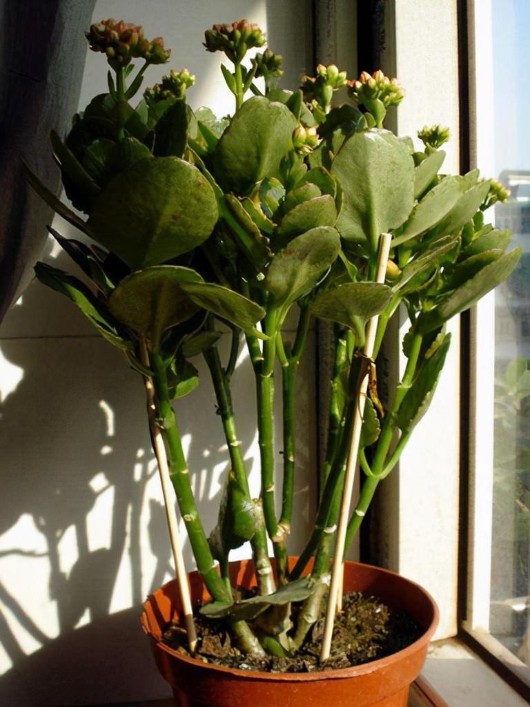  养花|养花5步走，轻松养出精品长寿花老桩，做好2点，不怕开花变少