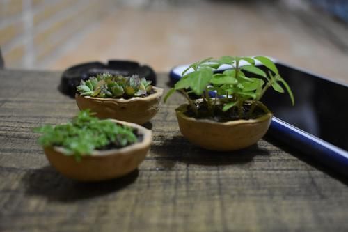 室内养花需要注意什么?初为新手,将这5点做到位就好