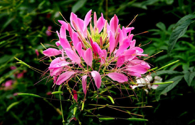 新型盆栽花卉,一树多色花,花香怡人,花期超半年,还可做盆景树