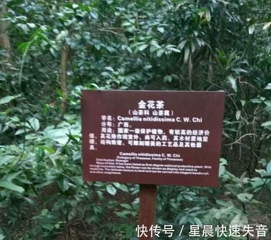 黄金|金茶花被誉为“植物黄金”，金黄花瓣，营养丰富，观赏性极高！