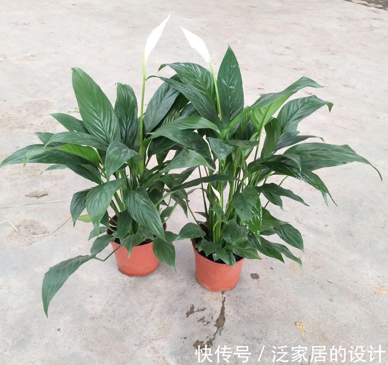 土壤|养花没有养分来源?学会这方法,一些树皮就能轻松搞定问题