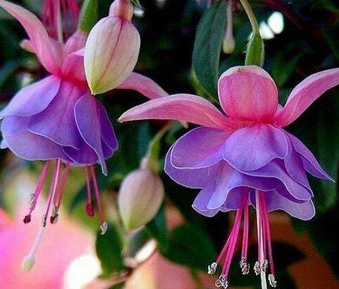 家养3种“海棠花”,个个都“惊艳”,年年开花上百朵,美爆了