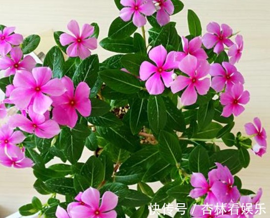 施肥|还在用花肥养花盆里加“几粒它”，3个月不用施肥，叶绿花旺