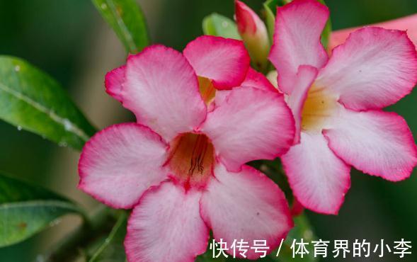 盘点一下今年被我养挂掉的花,品种不多,第6种现在还觉得很可惜