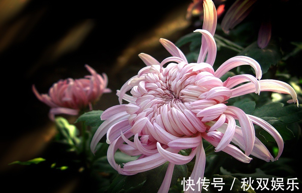 菊花|此花有着顽强的生命力,代表了高尚的灵魂,也是象征了皇室的花