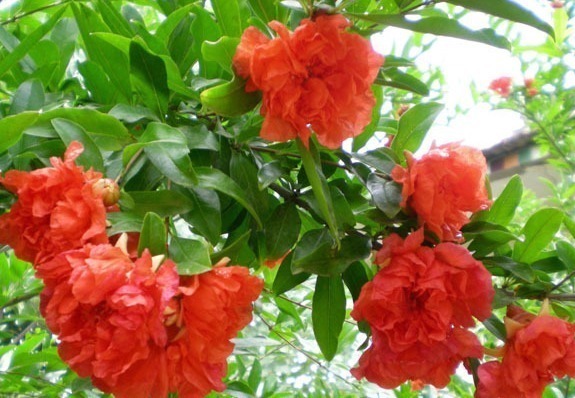 牡丹|家养“吉祥花”,比石榴花好看,比牡丹富贵,沾土就活,开花千朵