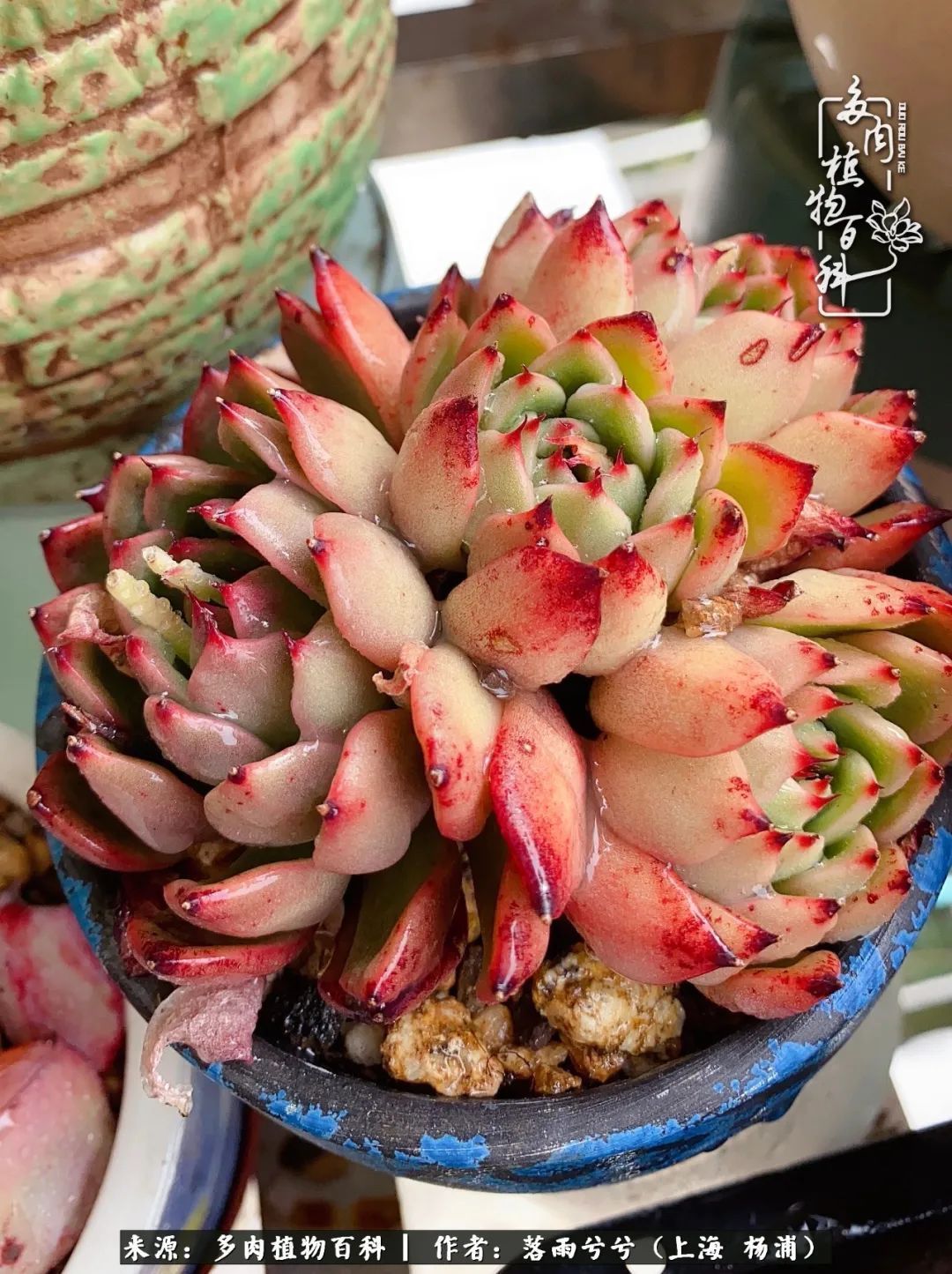 入坑7年多，从菜色到全状态，包邮区的多肉一样可以很美！