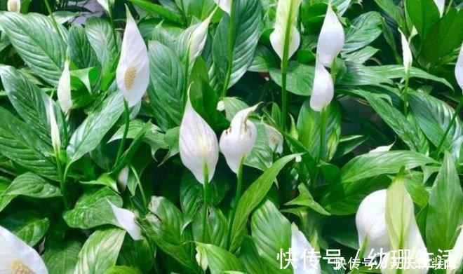 牡丹吊兰|养花就养4种花,家里养一盆,甲醛、二手烟全跑光!