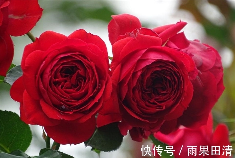 病虫害|月季花怎么养不生病虫害?一养二防,长的旺开的美!