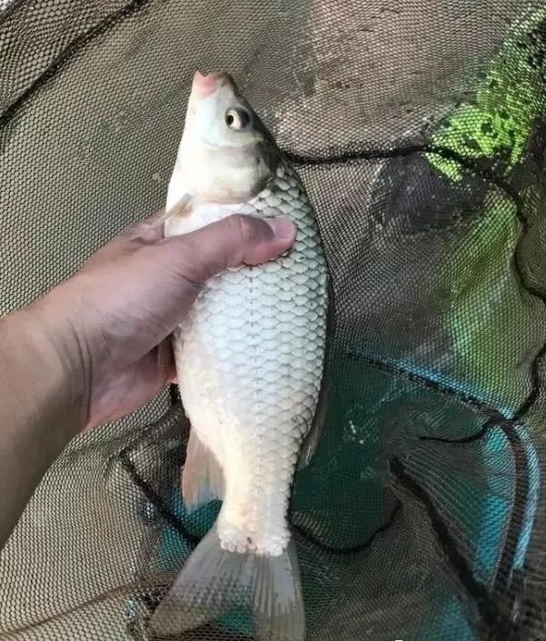 初冬钓鱼,做好这4点,除非水底没鱼,一般2小时就爆护了