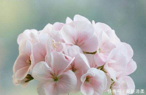 花香|喜欢养花,就养这5种花,不仅花香浓郁,“颜值”特别高