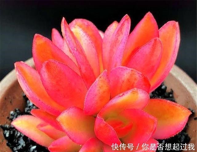 露天|喜欢多肉就选这1款,火红喜庆颜值高,只要4招,养成垂吊悬崖桩