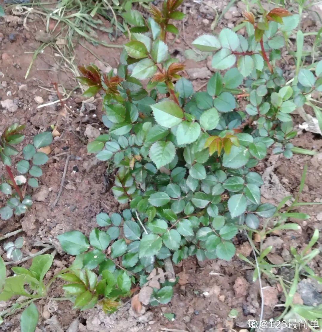 黄叶|给花浇水掺点白醋，植物根比萝卜还粗，健壮不黄叶
