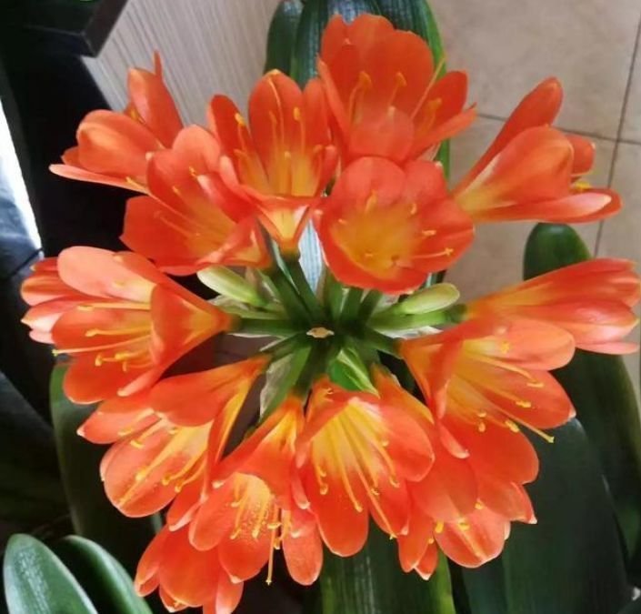 适合夏季养的花，好活易爆盆，花姿妖娆，花色迷人