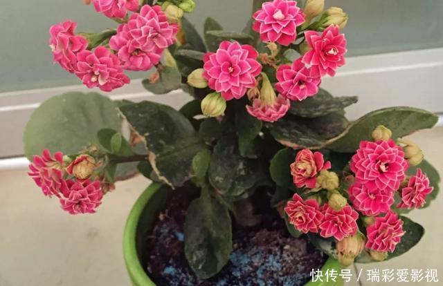 温度|不愿长寿花冬天黄叶、花刚开就掉落，浇水切记遵循这3规则