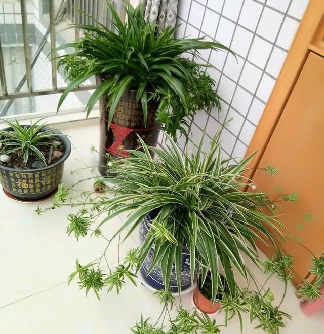 绿油油|养好吊兰的3个小技巧,叶子越长越多,春夏秋冬都绿油油的好看
