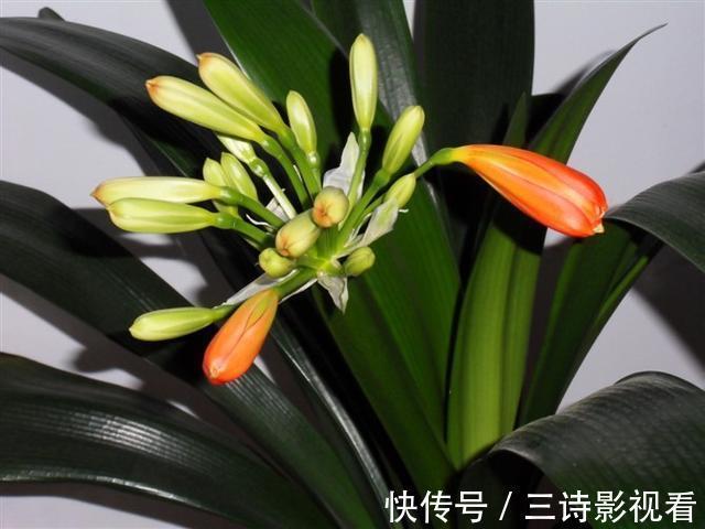 养护|君子兰有点“怪”,喝上这种水,变成“开花机器”,特别漂亮