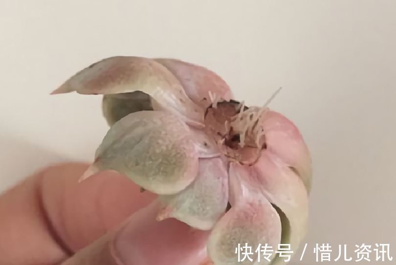 根系|不喜水的多肉,却可以水培2种操作方法,肉肉照样出状态