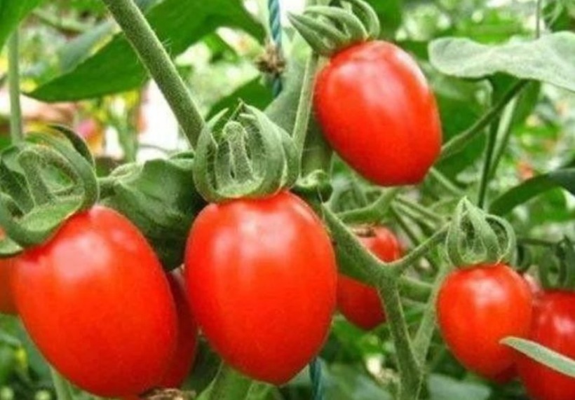 养花不如种菜,“4种菜”种阳台,结果量大,随吃随摘,够全家吃