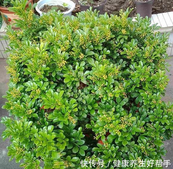 5种花卉,最爱“毒日头”,越晒越开花,千万别放屋里养!