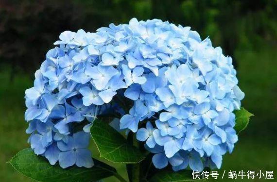 4种花好养易活开花漂亮，养了就爆盆，越养越喜欢