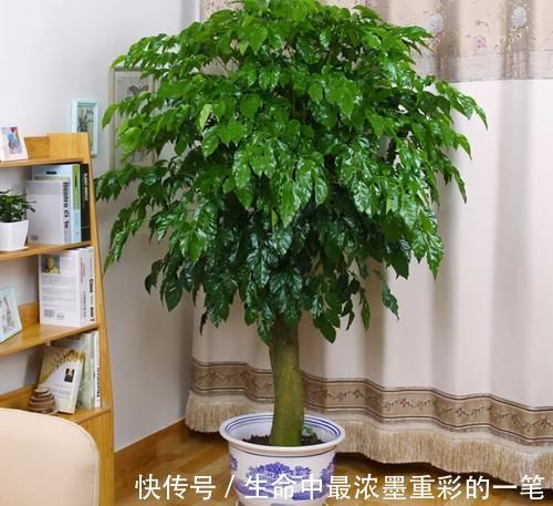 幸福树|年底养花，推荐安排4种“好运花”，寓意一级棒