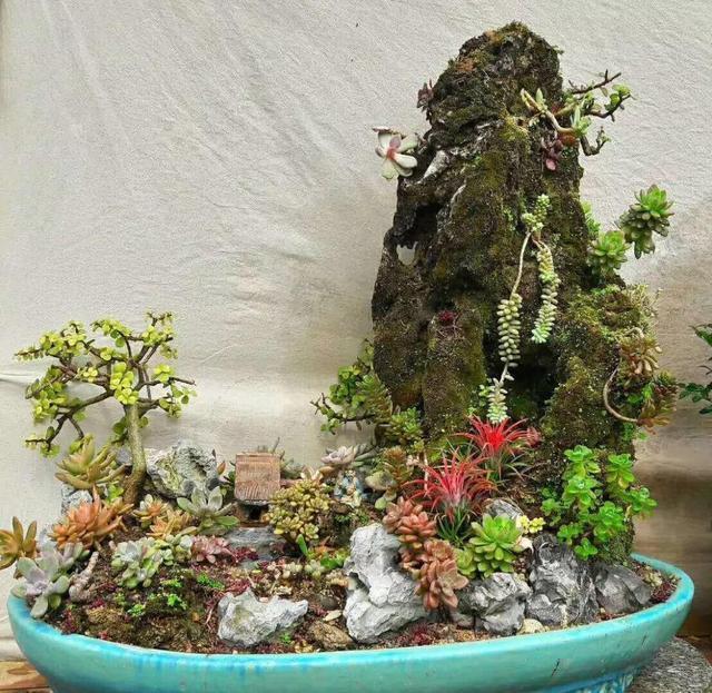 多肉浇水看“时机”，碰到这种情况，不浇水最正确！