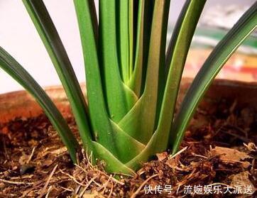 君子兰|君子兰都是被浇死的老花农教你以下几招,3分钟学会正确浇水方