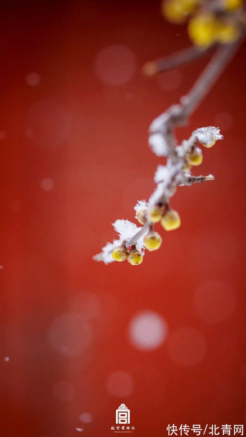 双奥之城|虎年初雪，故宫绝美雪景上新了