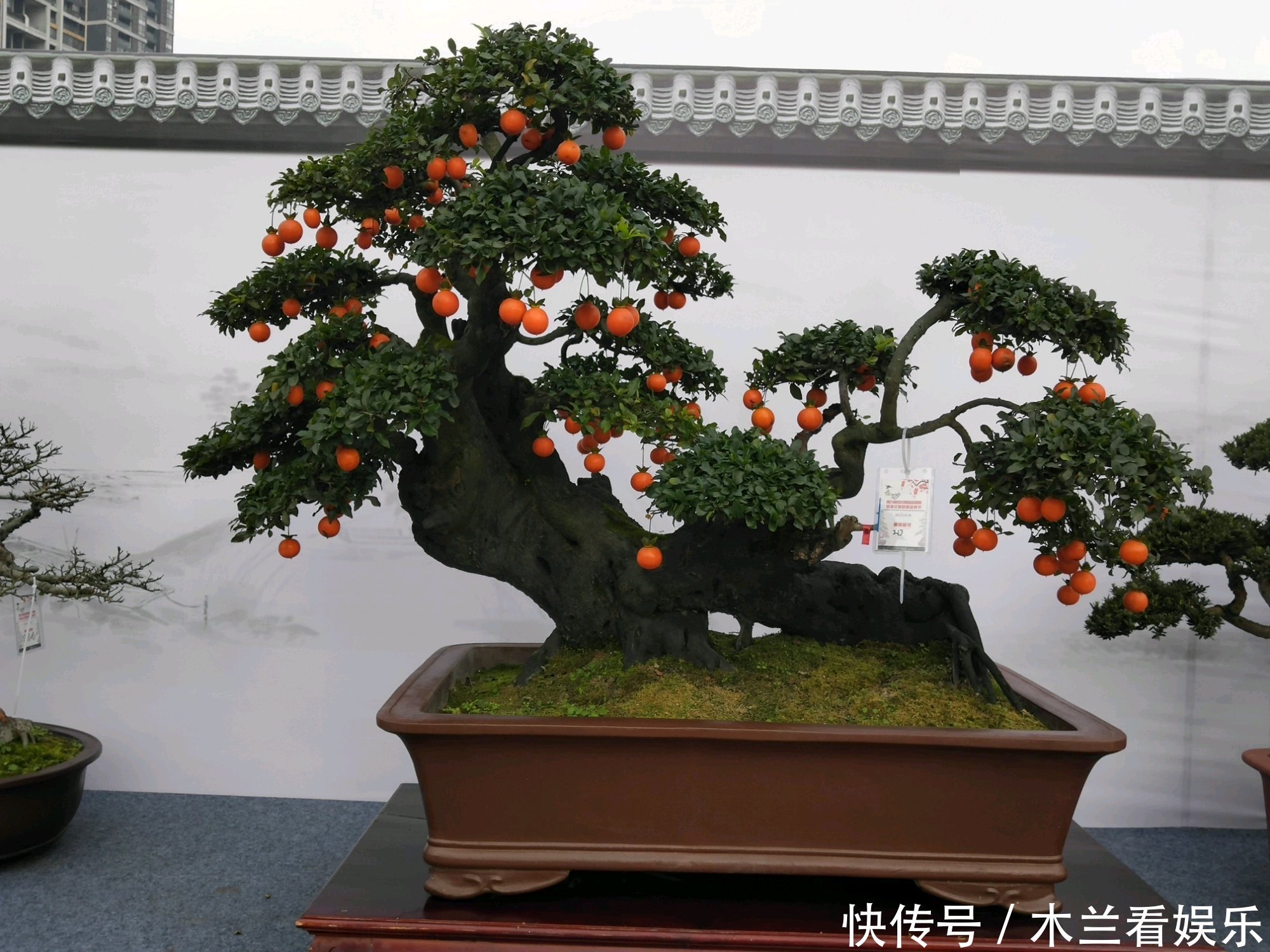 人工|金弹子盆景开花多结果少人工授粉打一针''它'',满树都是金弹果