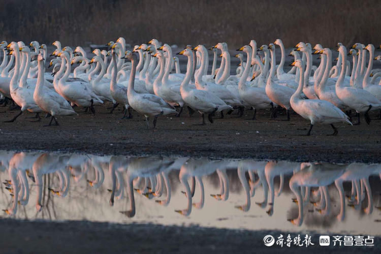 日出、湖畔、天鹅…初冬的威海荣成天鹅湖，美的不像话|情报站| 天鹅湖