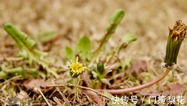 蒲公英泡水|蒲公英泡水并不适合每个人，2类人喝了会伤身，别再随便乱喝了