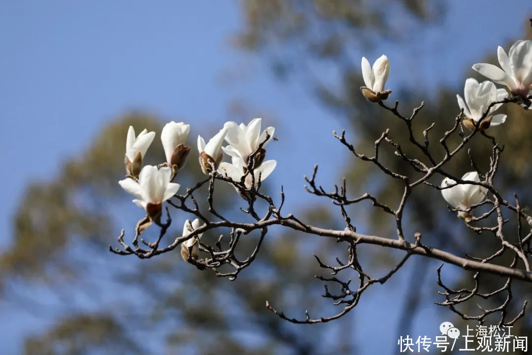 中年|松江今年首波玉兰花绽放，花期就10天，错过等一年